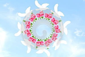 Flying dove around rose flower in sky background