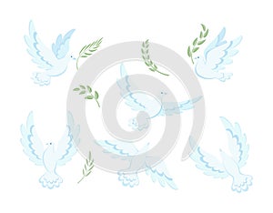 Flying dove. Isolated. Vector illustration