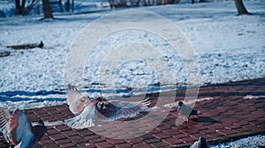 A flying dove sits on a park walkway