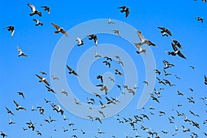 Flying doves