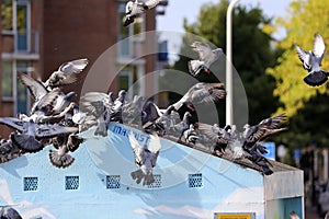 Flying doves on the street when feeded