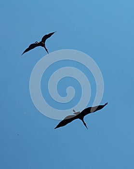 Flying down painted stork