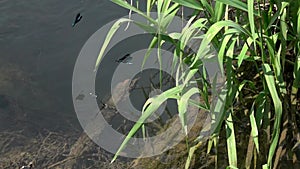 Flying of dragonflies beautiful demoiselle calopteryx virgo over the stream of water in slow motion. Slowed down 16 times