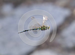 Flying dragonfly