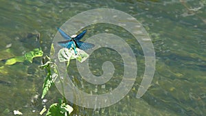 Flying dragonfly Beautiful Demoiselle /Calopteryx virgo/ over the stream of water close-up in slow motion