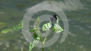 Flying dragonfly Beautiful Demoiselle /Calopteryx virgo/ over the stream of water close-up in slow motion