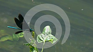 Flying dragonfly Beautiful Demoiselle /Calopteryx virgo/ over the stream of water close-up in slow motion