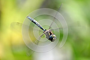 A flying dragonfly
