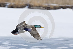 Flying Drake Mallard