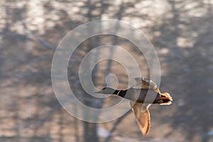 Flying Drake Mallard above the water surface