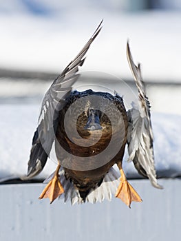 A flying Drake Shoveler photo