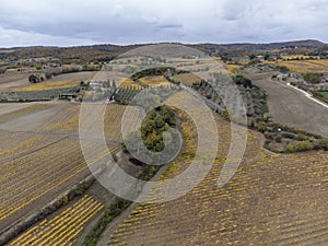 Flying drone above colorful autumn sangiovese grapes vineyards near wine making town Montalcino, Tuscany, rows of grape plants
