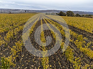 Flying drone above colorful autumn sangiovese grapes vineyards near wine making town Montalcino, Tuscany, rows of grape plants