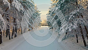 Flying a drone through a frozen alley of coniferous trees in the Arctic forest in the snowy cold.Frozen forest road