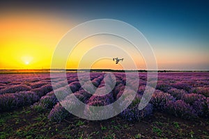 Flying drone and lavender field, sunset shot