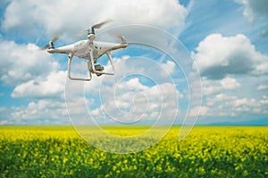 Flying drone over the rapeseed field