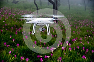 The flying drone over the Siam tulip garden