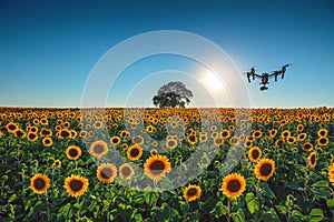 Flying drone and sunflower field