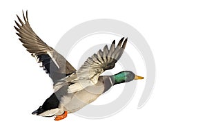 Flying Duck isolated on white background photo