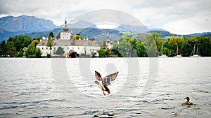 Flying Duck on the Lake