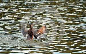 Flying duck on lake