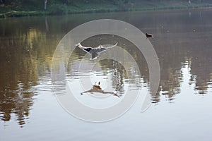 Flying duck splash down to the lake