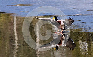 Flying Duckling Landing on Water