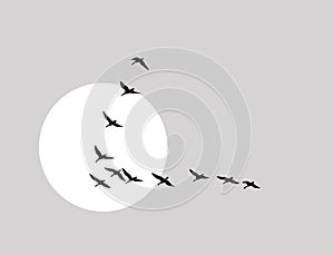 Flying ducks silhouette