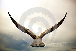 Flying Eagle