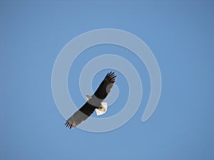 Flying eagle img