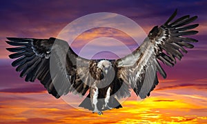 Flying eagle against dawn