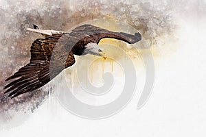 Flying Eagle America Bird, watercolor painting. Symbol predator. Bird illustration