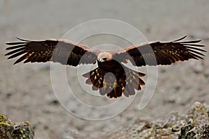 Flying eagle. Bird behaviour in rocky mountain. Hunter with catch. Golden eagle in grey stone habitat. Golden Eagle, Aquila chrysa