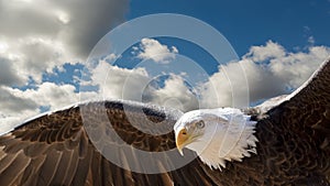 Flying eagle photo