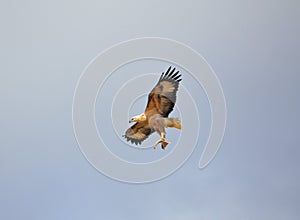 Flying eagle with fish photo