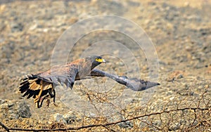 Flying Eagle with kill