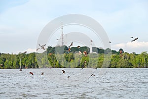 Flying Eagle at Kuala Selangor