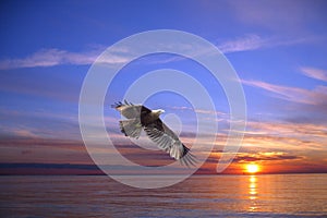 Flying eagle over sea in Cochin, India