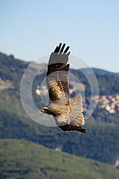 Flying eagle photo