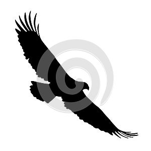 Flying eagle silhouette illustration isolated - PNG