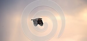 Flying Eagle silhouetted on sunset sky background.