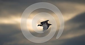 Flying Eagle silhouetted on sunset sky background.