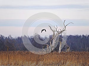 Flying eagle in swamp, Lithuania