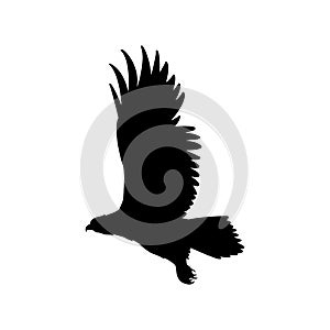 Flying eagle vector illustration black silhouette profile