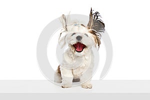 Flying ears. Adorable, funny purebred dog, Shih Tzu sitting and cheerfully smiling isolated on white studio background