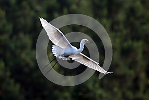 Flying egret