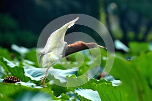 Flying egret bird landing