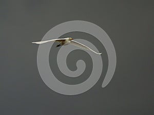 Flying egret at cloudy sky