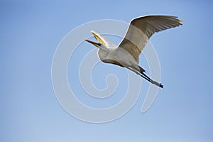 A flying egret