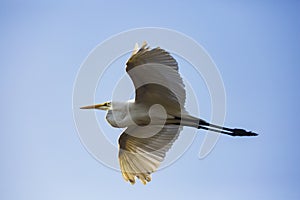 A flying egret